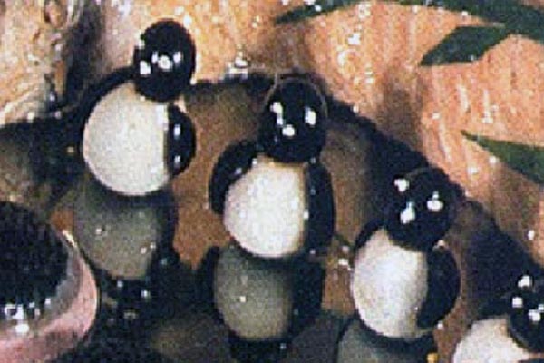 Pinguinos de Huevo y Aceituna